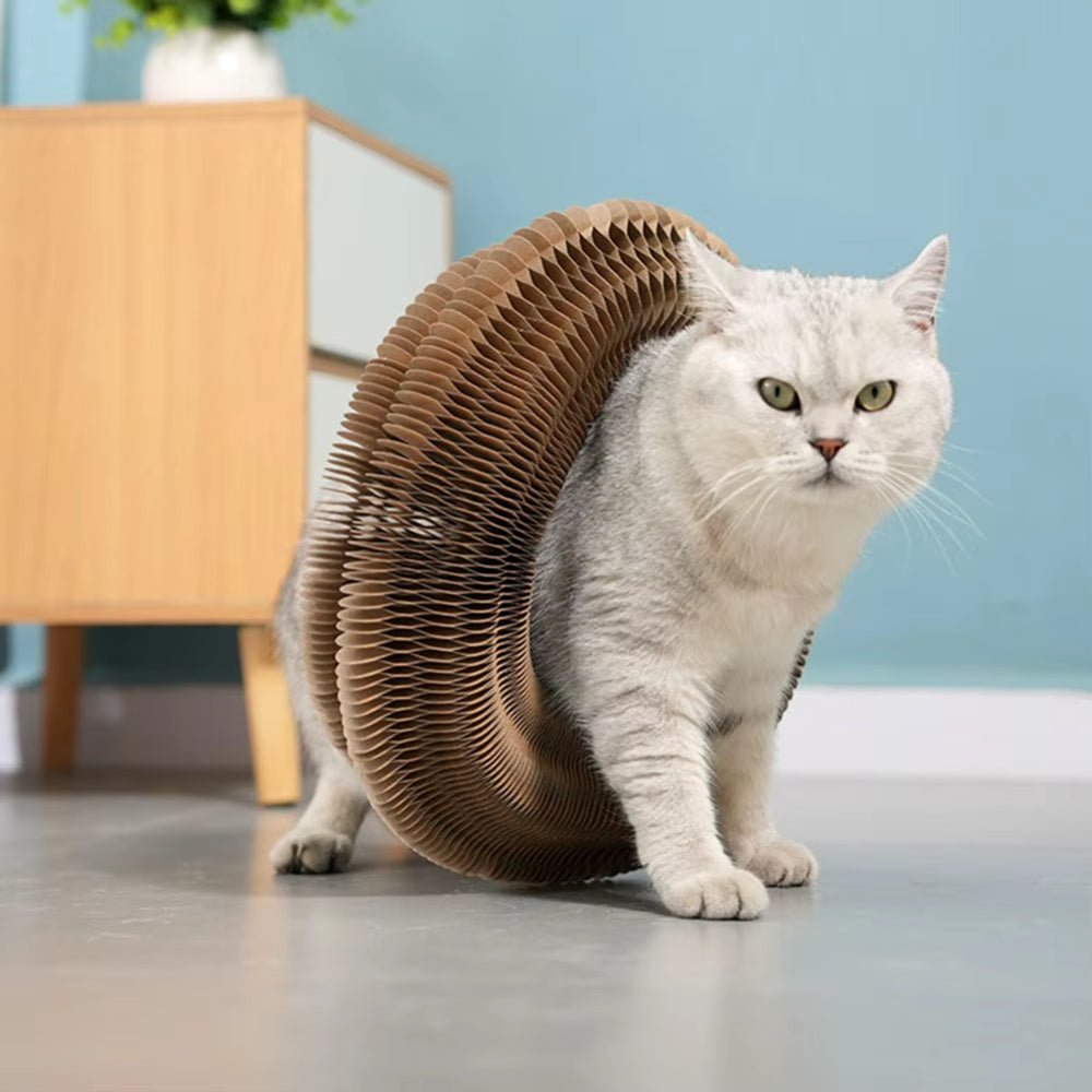 Pets - Malachi Wallace boutique